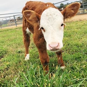 Meet your Posher, Kendall